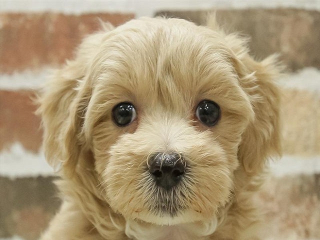 静岡県のハーフ犬 (ペッツワン浜松雄踏店/2024年2月17日生まれ/女の子/アプリコット)の子犬